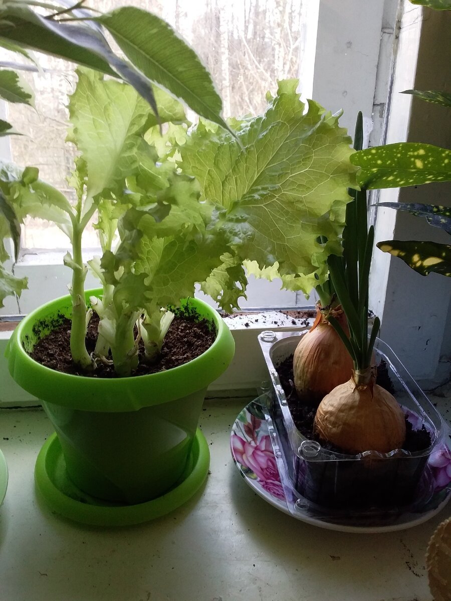 Что-то не очень-то салат растет,ну может мало времени прошло или солнышка мало.Ребенку повадился рыхлить ,не обращайте внимания на рассыпанную землю)