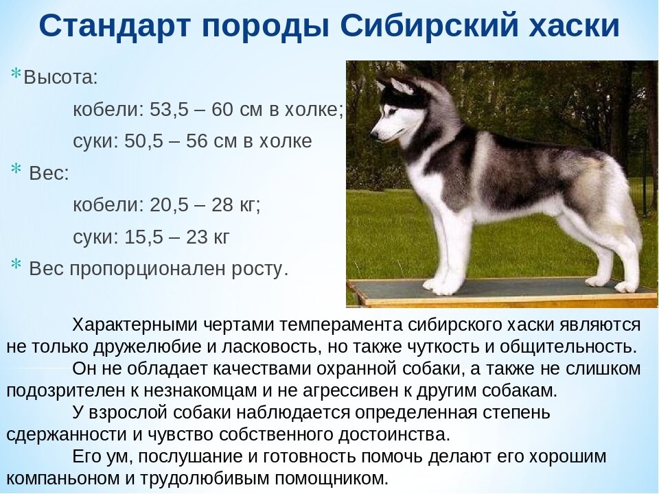 Характеристика пород собак таблица Дефектная собака Та самая с хаски Дзен