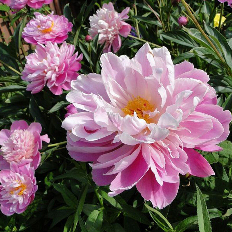 Пион травянистый сюзетт. Пионы молочноцветковые и гибриды сюзетт 1 шт. Пион сюзетт описание. Пион травянистый сюзетт. Пион монсеньор жюль эли.