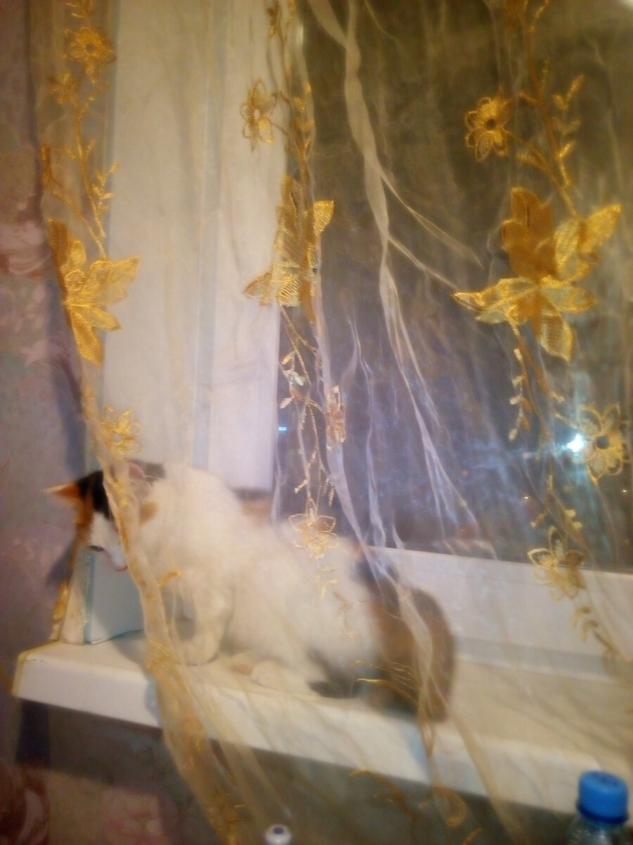 Глаша на подоконнике.