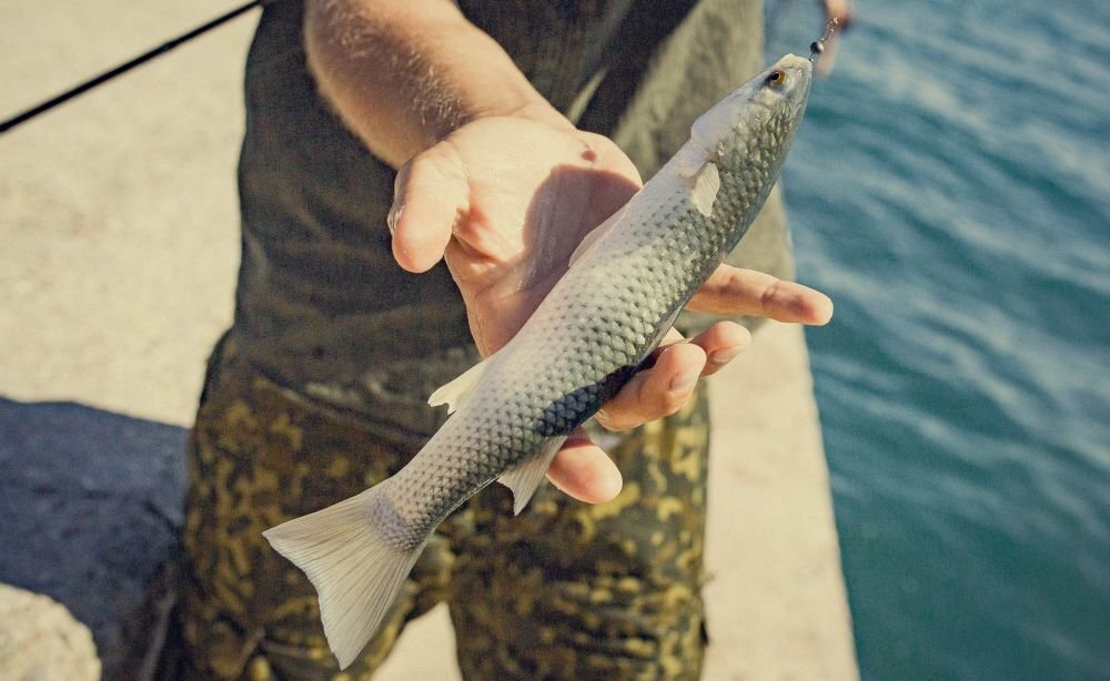 Только что выловленная кефаль. Фото: moscanella.ru