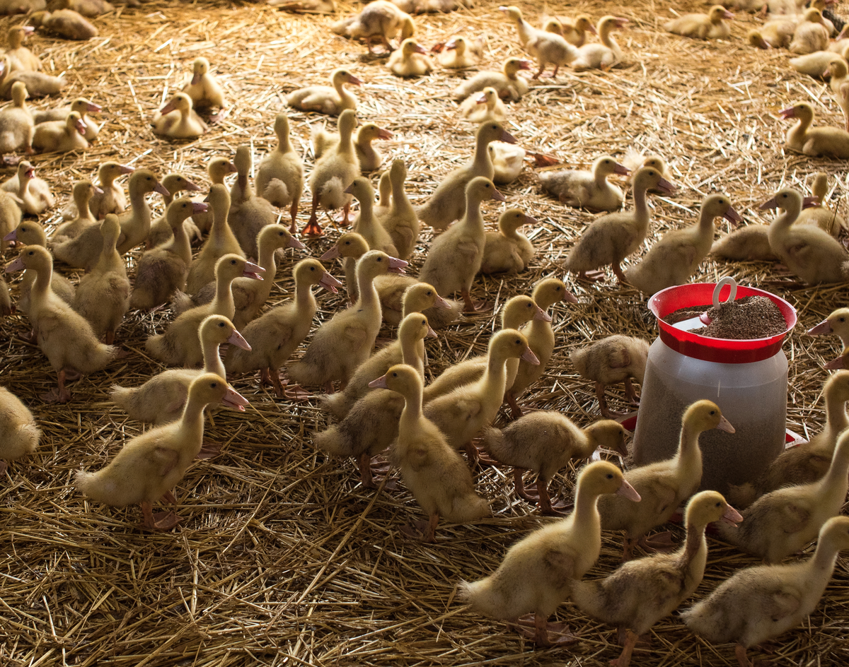 Утята кушают зерновой корм, собственноручно приготовленный на экоферме из отборного зерна