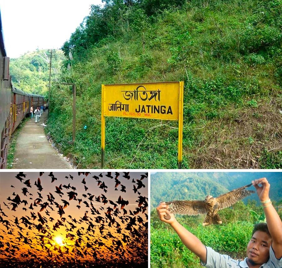 Птицепад длится несколько дней. После птицы возвращаются в нормальное состояние, а местные жители благодарят богов, собирают упавших птиц и употребляют их в пищу. Сами местные жители искренне считают, что так их благодарят боги за праведность. С давних пор в Джатинге жители деревни славятся своей добропорядочностью и законопослушностью, среди них отсутствуют кражи, убийства, сквернословие и всё, что может огорчить божественные силы.Птицепад длится несколько дней. После птицы возвращаются в нормальное состояние, а местные жители благодарят богов, собирают упавших птиц и употребляют их в пищу. Сами местные жители искренне считают, что так их благодарят боги за праведность. С давних пор в Джатинге жители деревни славятся своей добропорядочностью и законопослушностью, среди них отсутствуют кражи, убийства, сквернословие и всё, что может огорчить божественные силы.