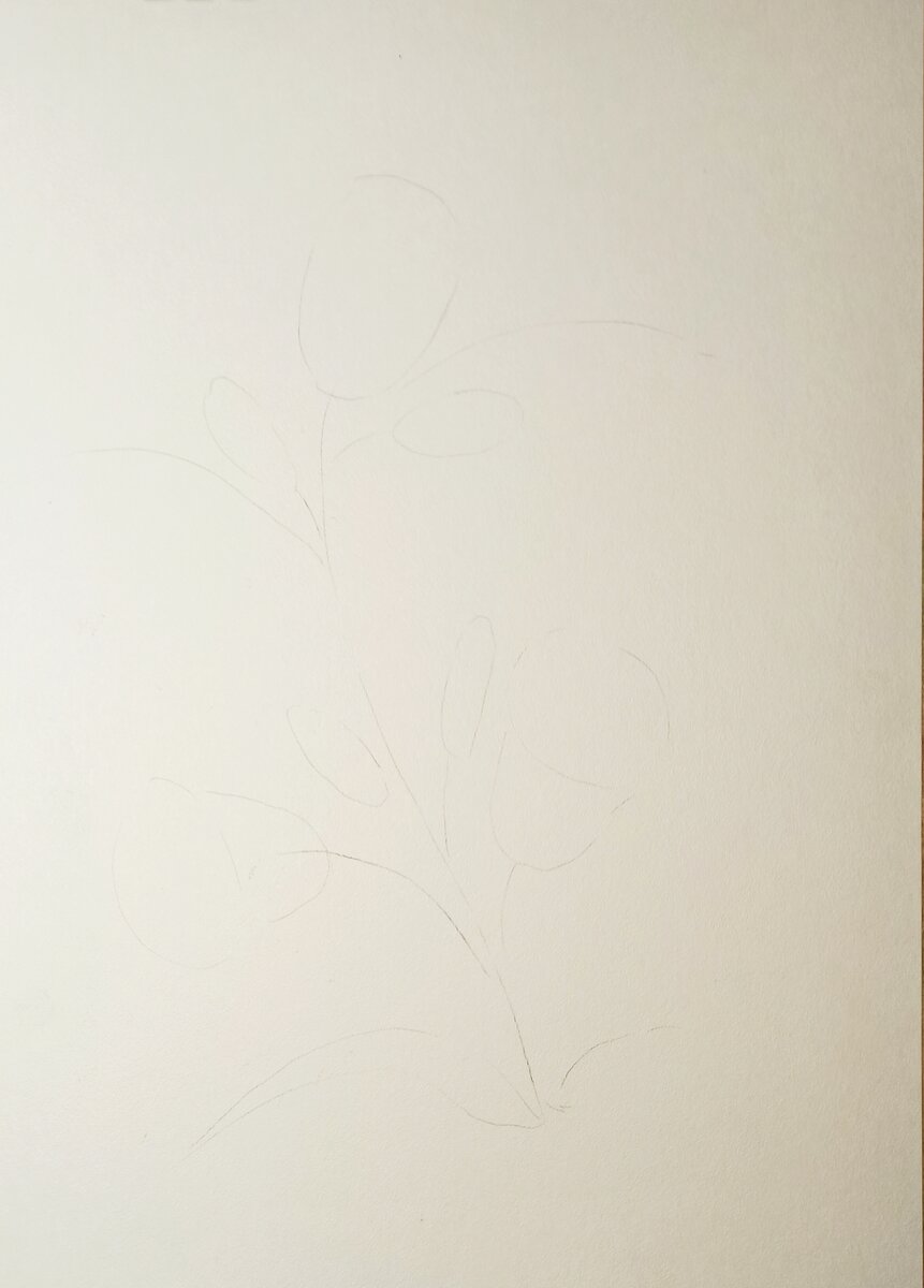 Плавно рисуем центральный стебель и от него дополнительные отростки, тонкими линиями обозначаем соцветия и бутончики.