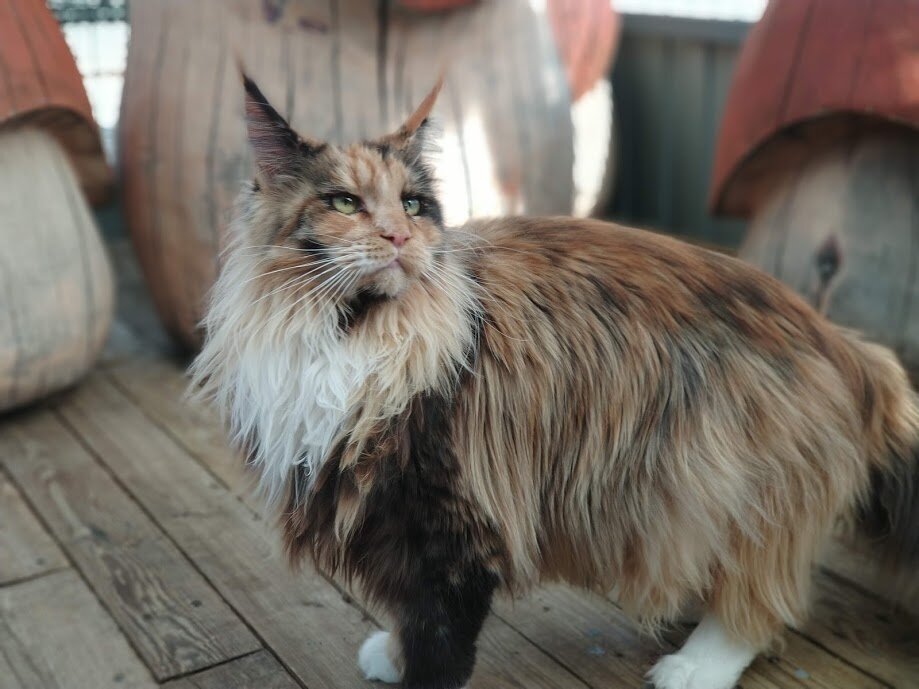 Кошачий вольер питомника "Белый Лекарь". Красотка - мейнкун  Gabriel. 
