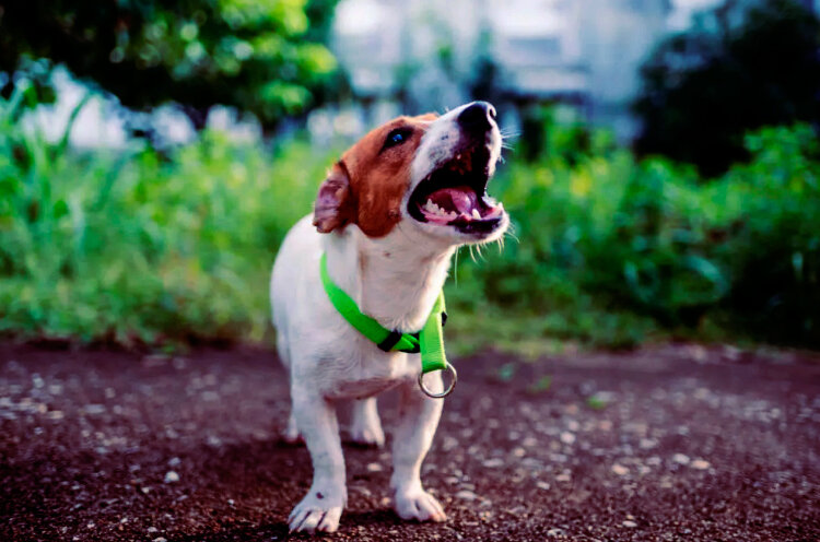 Все фотографии в статье взяты со свободных источников.