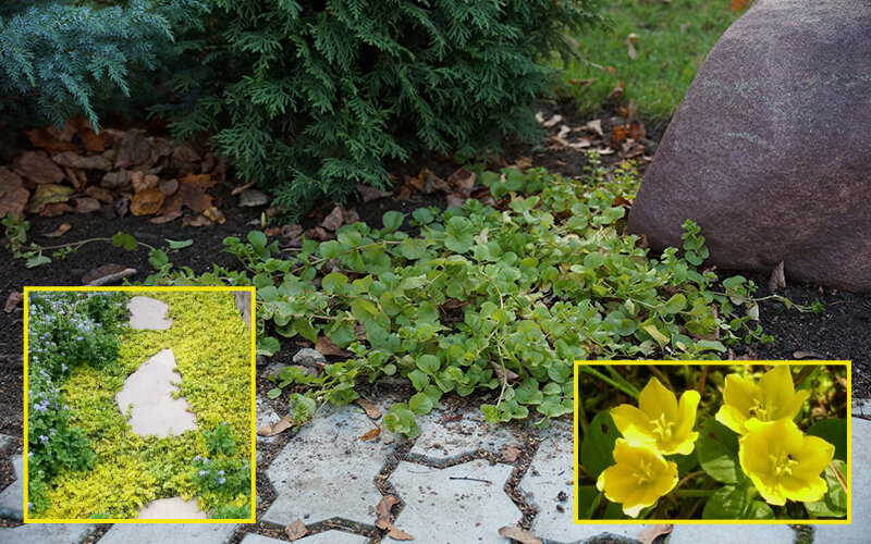 Вербейник монетчатый