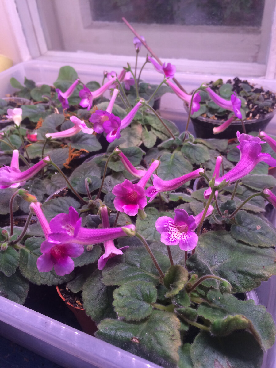 Минисиннингии - массовое цветение