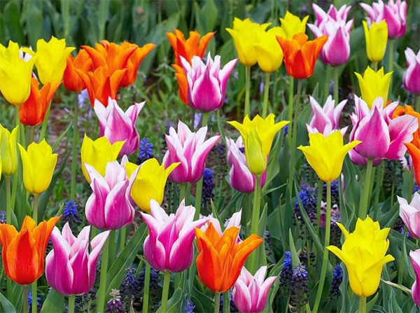 На самом деле тюльпаны появились не в Голландии, а на Востоке. Источник фото: https://elif-kose.livejournal.com
