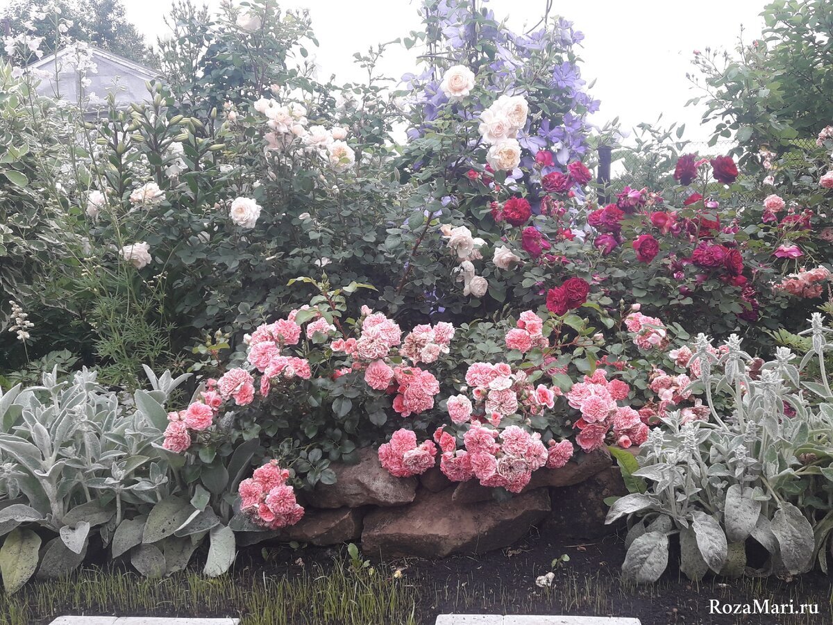 Надежные сорта роз для сибирского сада