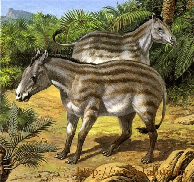 Эогиппус