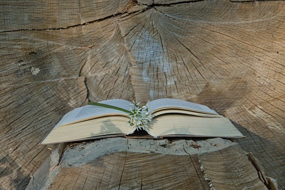 Фото: pixabay.com