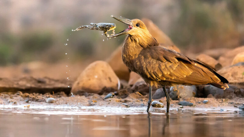 Источник: Daniel Zhang, birdpoty.com