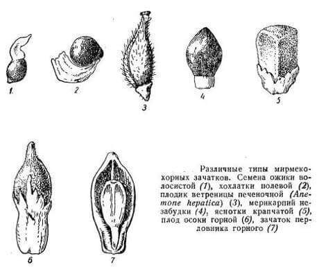 Элайосома