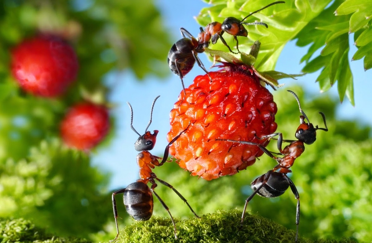 Изображение взято с сервиса Яндекс Картинки