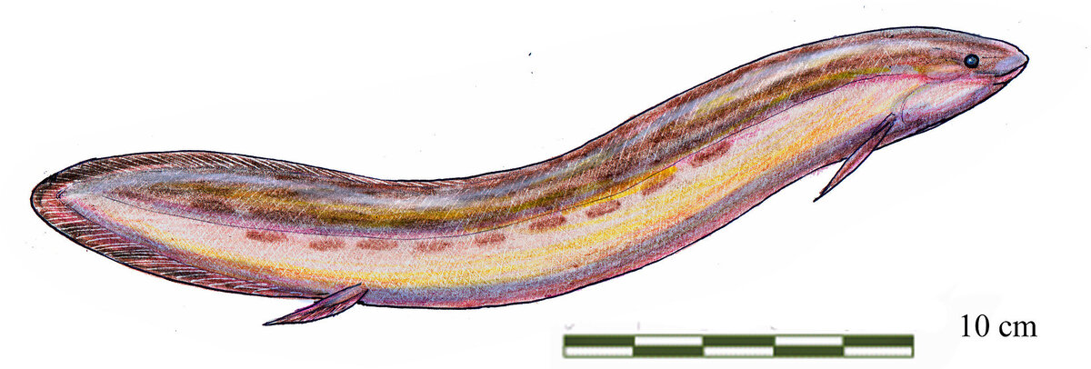 Реконструкция гнаторизы
