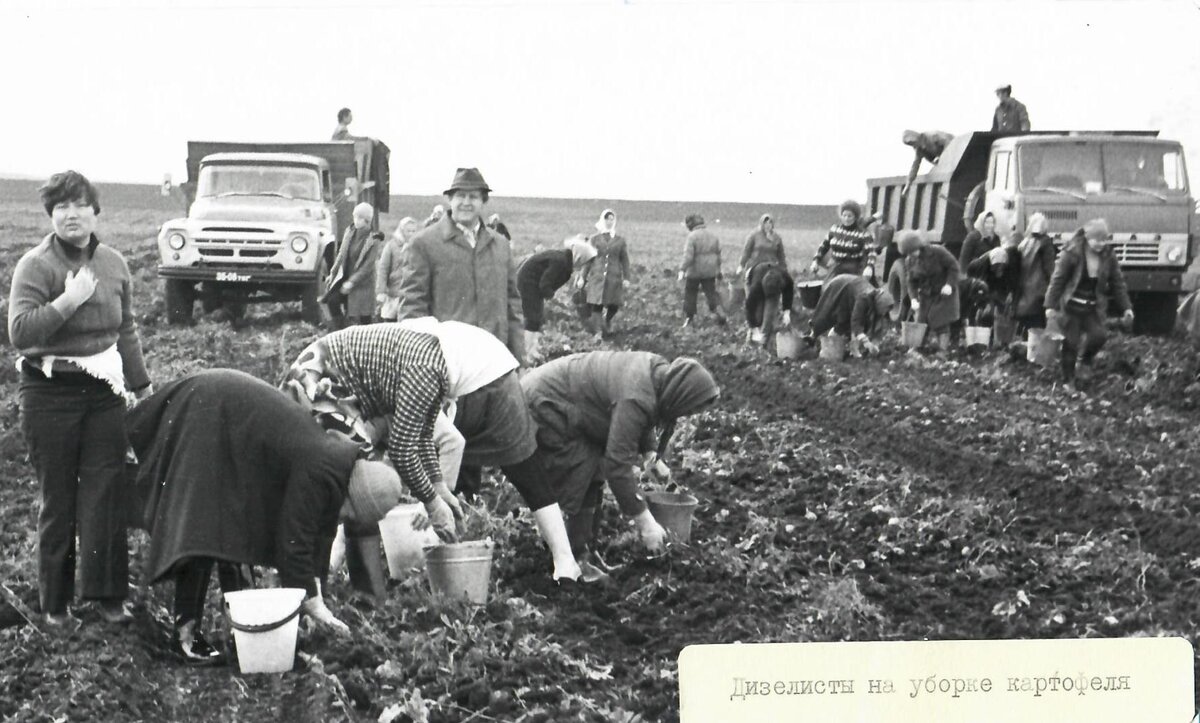 На уборке картофеля работники завода двигателей.