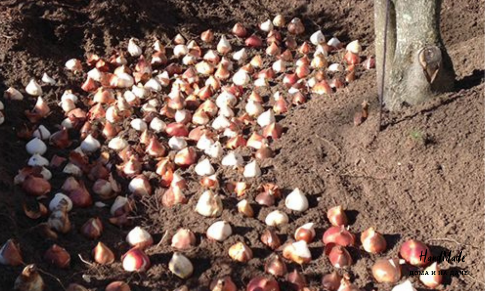 Традиционный способ высадки.