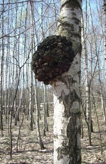 Этот продукт лучше всего сушить естественным образом, на него не должны попадать прямые солнечные лучи. Процесс занимает две недели. Кроме того, можно высушить сырьё в духовке, но температура не должна превышать 50 градусов. Продукту нужен воздух, потому не следует помещать чагу в герметичную упаковку. Электрическими сушилками пользоваться не рекомендуется. Суть в том, что этот метод разрушает полезные свойства продукта.