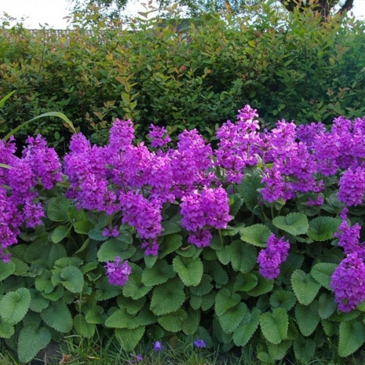 Буквица крупноцветковая (Betonica grandiflora)