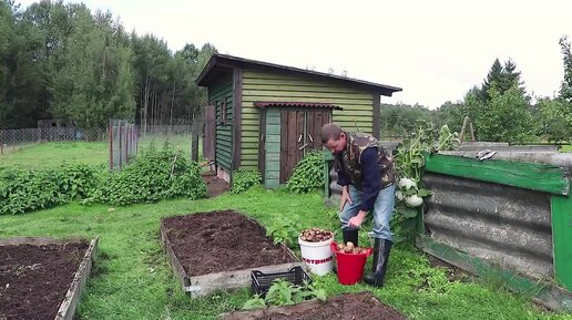 Очередной рекордный урожай. Картофель в грядах дал урожай , несмотря на засуху !