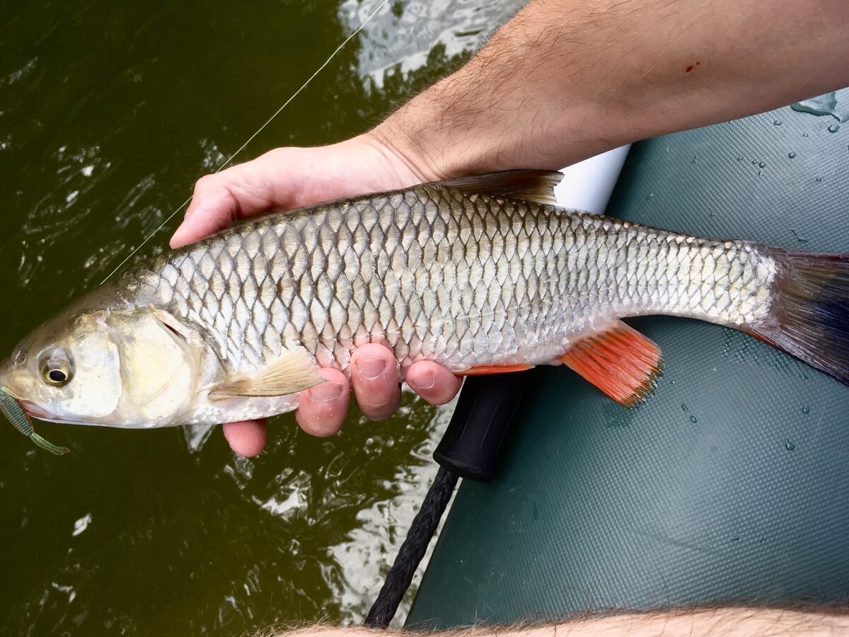 Ловля крупного голавля на силикон! | Рыбалка с MAS Fishing | Дзен