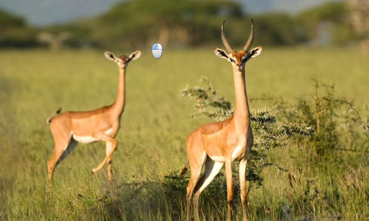 Геренук или жирафовая газель,вид африканской антилопы
