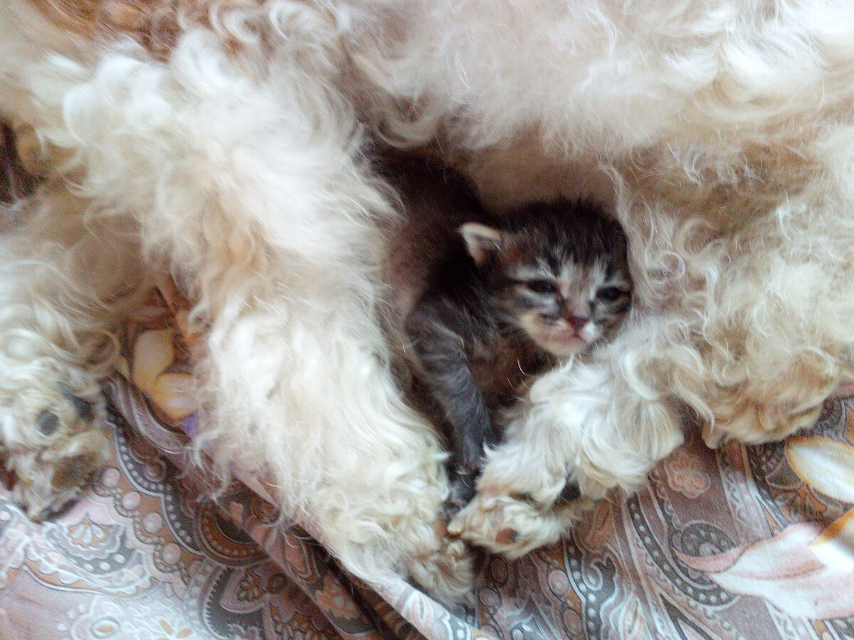 У мамы под бочком тепло и спокойно