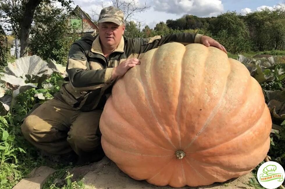 Самая маленькая тыква весит меньше килограмма