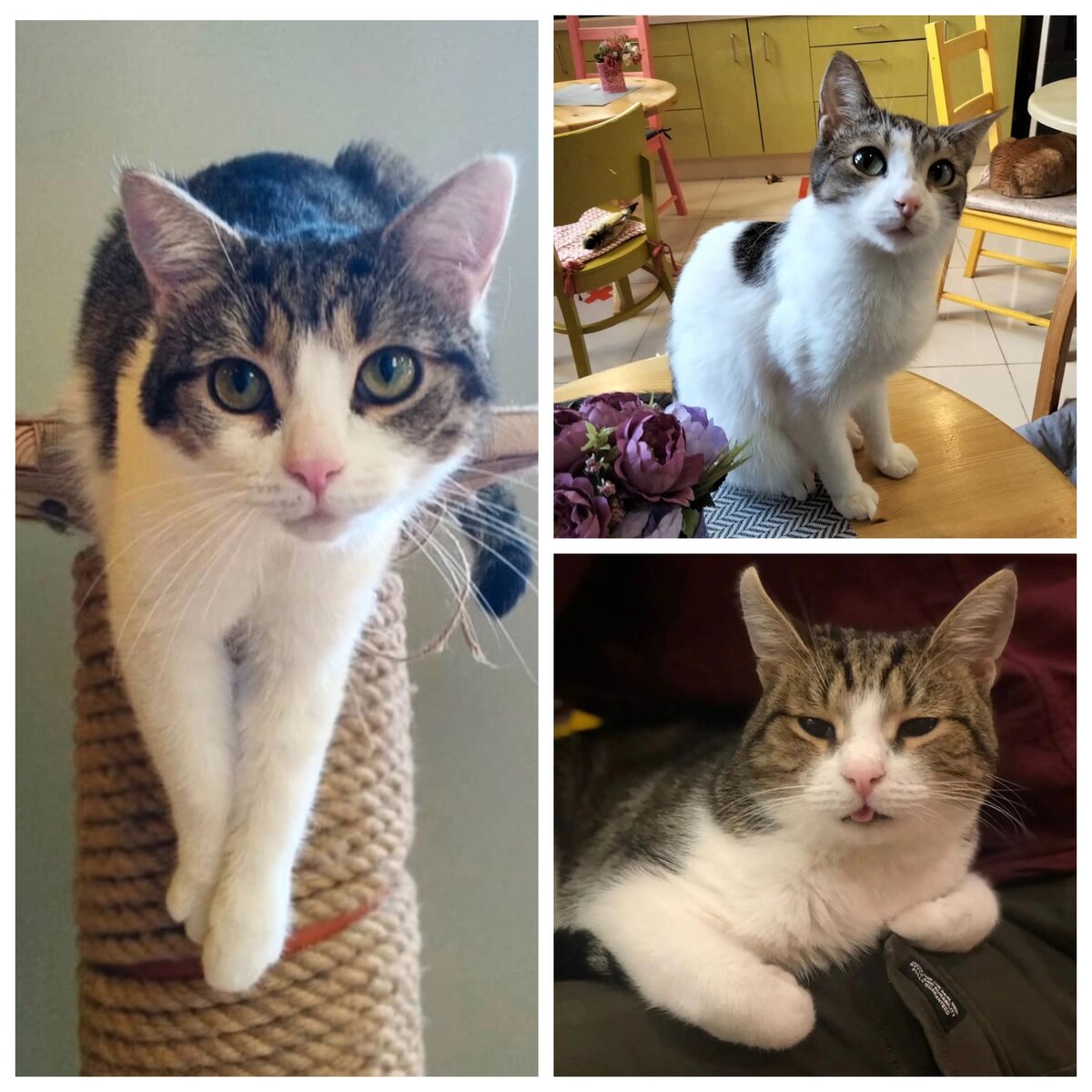 Рон, Кеша, Пол