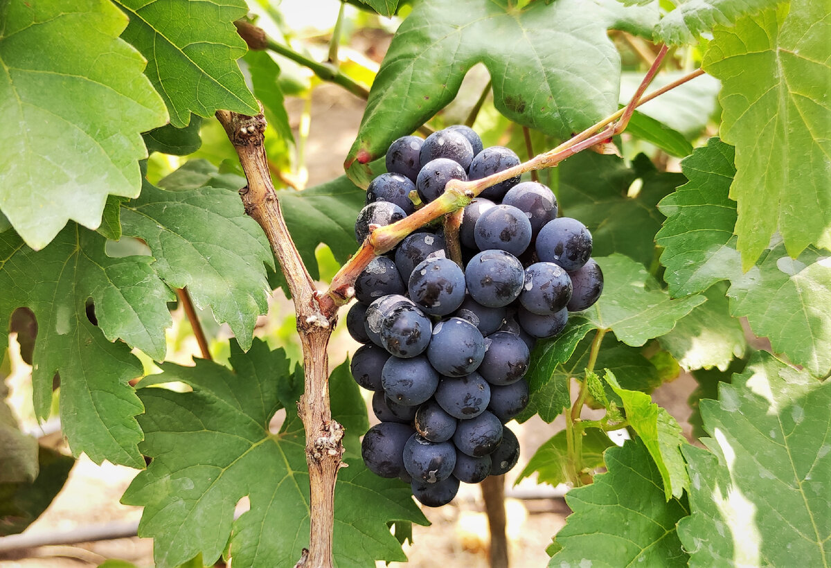 Гаме сорт винограда. Технический виноград. Технические сорта винограда в Крыму. Белый виноград технический.