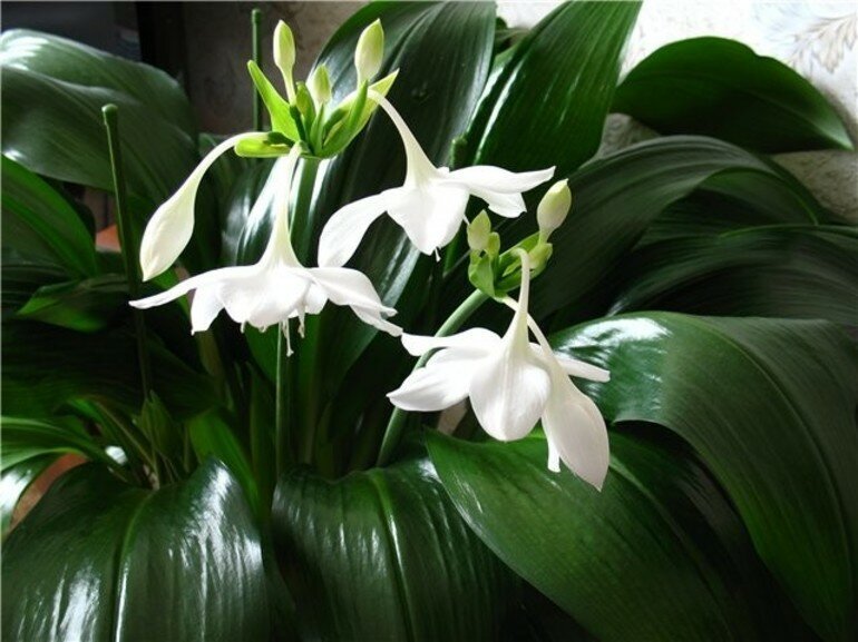 Эухарис цветение.  Фото из открытых источников
