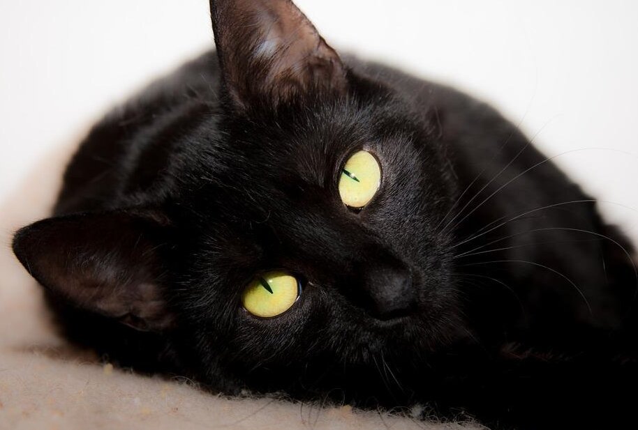 Страх перед черными кошками. Боязнь кошек может быть фобией