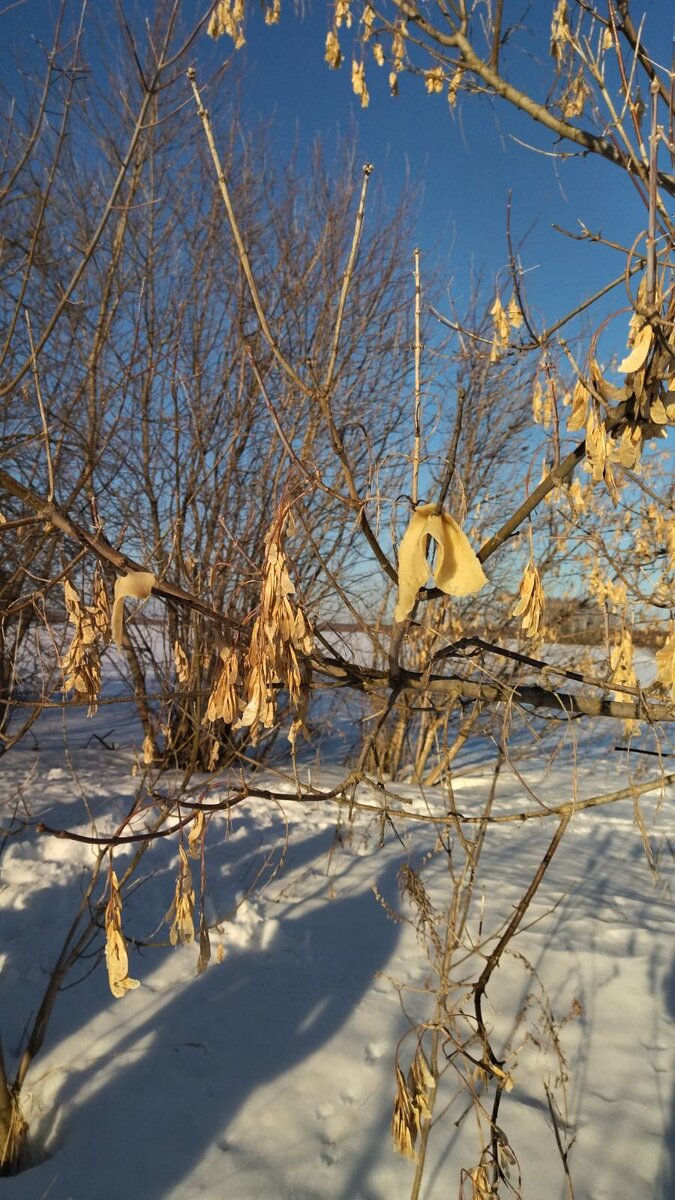 Блины на дереве, как благодарность природе за жизнь и хлеб