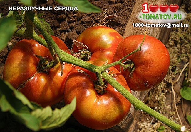 Томат Неразлучные сердца фото 1