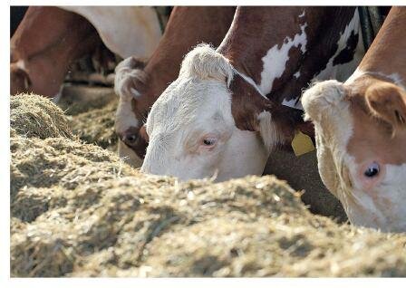 По привязи, то она ограничивает передвижение животных вперед, в сторону кормушки и обратно, но не препятствует удобному положению скота при отдыха, приема корма и воды. Ее работу предлагаю рассмотреть на примере Двухкольцевой цепной привязи. Снизу она закреплена на полу стойла, а вверху фиксируется на брусьях стойловой рамы. Цепь продевается вертикально через верхние и нижние кольца короткой цепи ошейника. При подъеме или опускании животным ошейник скользит по длинной цепи.