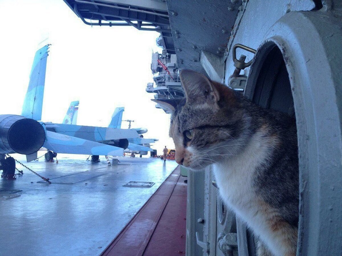 Кот на парашюте