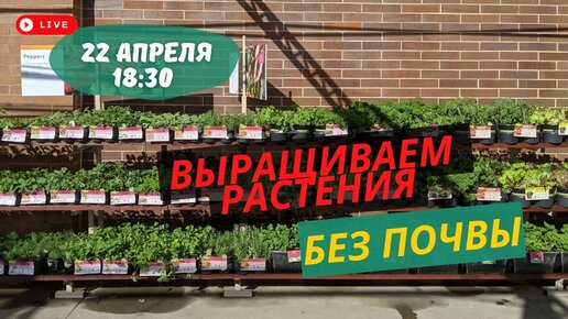 Гидропоника: как выращивать растения без почвы? Сколько денег необходимо? Когда первый урожай?