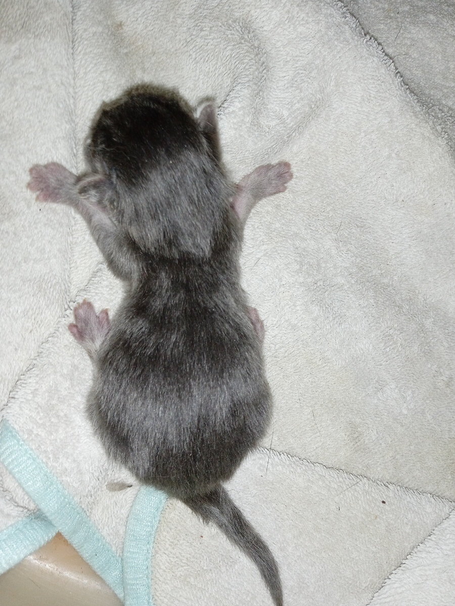 Горластый приплод. 