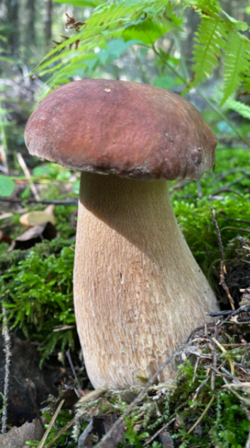 Теперь это белый гриб сетчатый.Не дубовый.