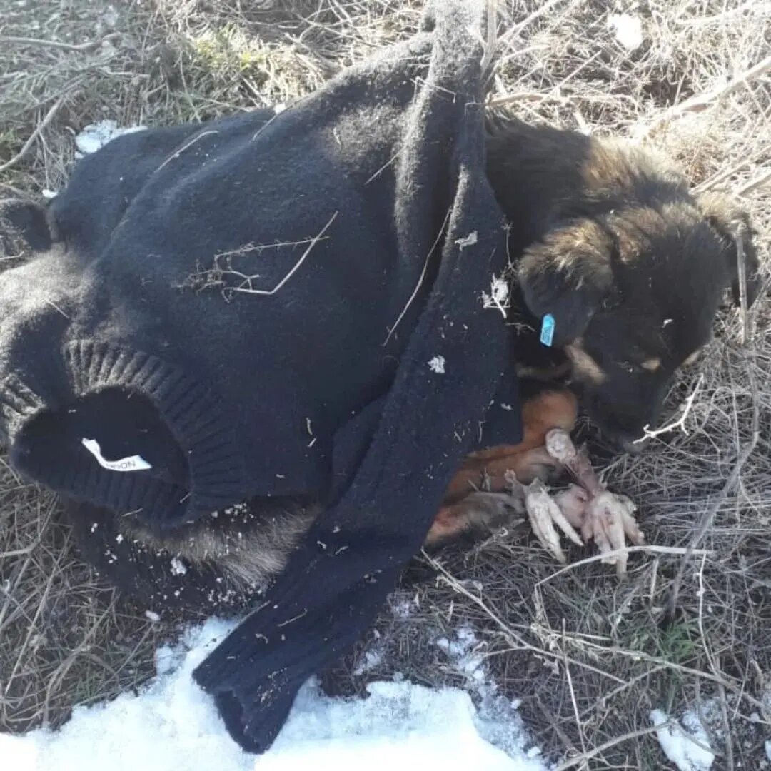 Она победила смертельную болезнь, но осталась #слепая на оба глаза 🔥 Улица убьёт её... Помогите оплатить передержку 🆘 
#собака_с_руднева
Помните её?... Мы спасли её чудом.. 
На улице шансов 0...а оплачивать передержку нечем.... 
7500 в месяц, это цена её жизни. .. Помогите умоляю.. Мы дали ей шанс, его никак нельзя забирать... 
💳Карта сб 2202 2024 6687 1666
Прикреплена к номеру 89178312475 (НЕ ДЛЯ ЗВОНКОВ!) на имя
Елена Леонидовна Т.
💳 Карта Тинькофф 5213243915883746 на имя Елена Леонидовна Т.
💳 Карта ВТБ  2200 2404 4782 2665 на имя Елена Леонидовна Т
💰Киви-кошелек 8 960 892 17 31
📱Голодный номер 8 960 892 17 31
☎️ 8 960 892 17 31
По поводу переводов из-за границы,  работает корона пей. Пишите в личку
https://vk.com/club197011667
Фин отчёт в обсуждениях