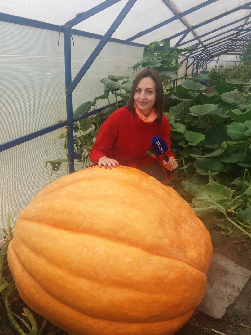 Самая большая тыква в мире. Наш сосед вырастил огромную тыкву принес. Девушка съела огромную тыквенную кашу. Наш сосед вырастил огромную тыкву принес. Наш сосед вырастил огромную тыкву принес.
