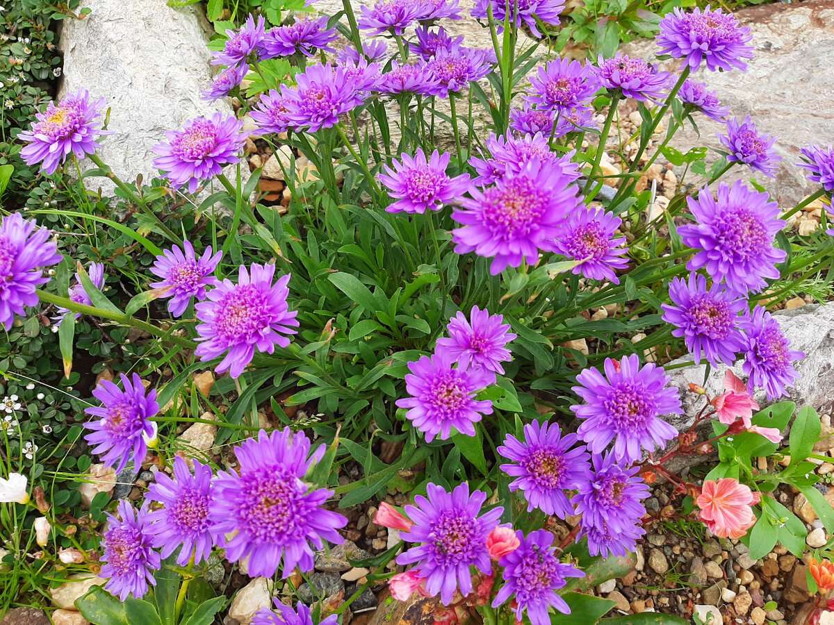 Астра альпийская — Aster alpinus, сорт Сабина, фото автора