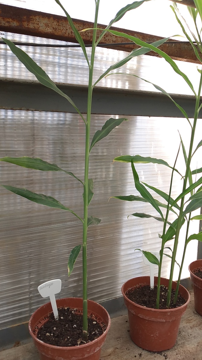 Посаженный в горшочки имбирь.