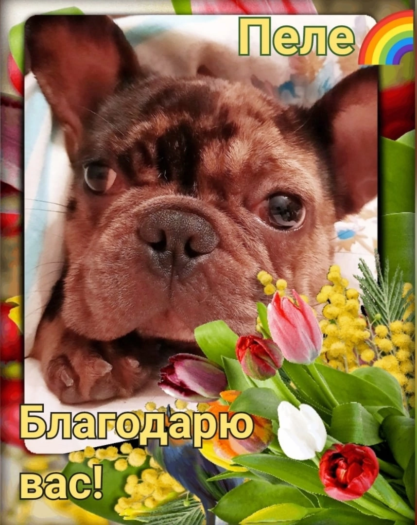 Пеле🌈