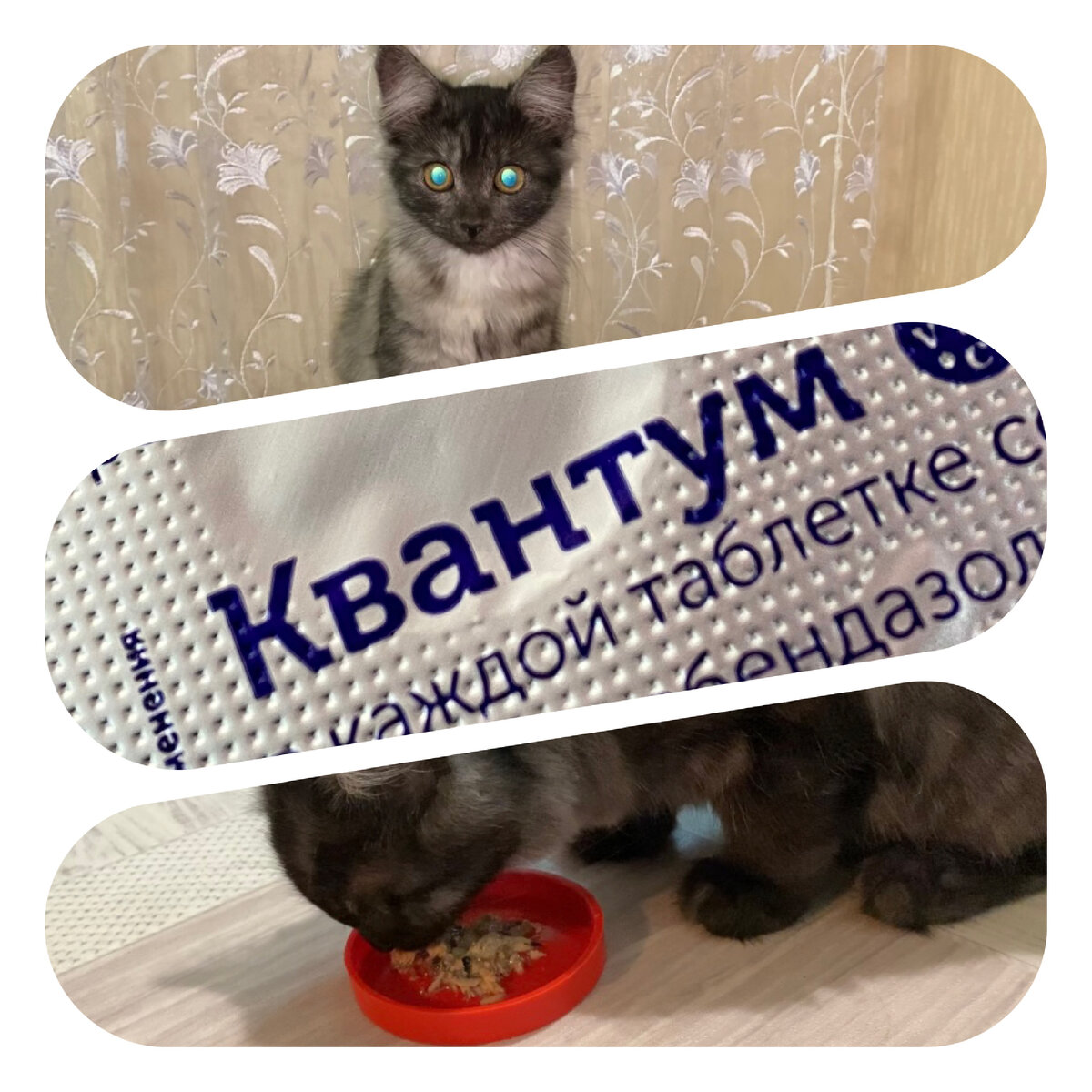 Как дать котёнку таблетку Квантум от глистов…? | Светлана Лисенкова | Дзен