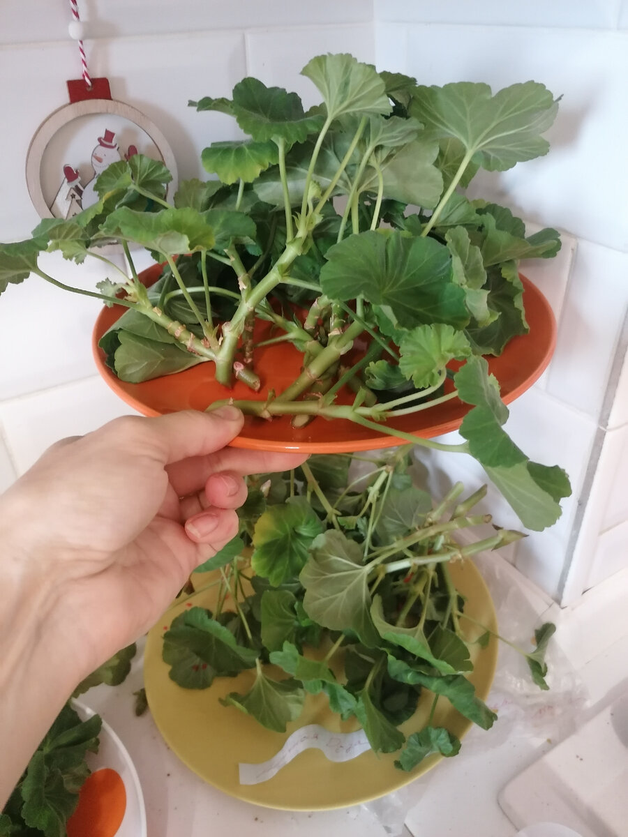 Блин, ну почему их есть нельзя? Был бы у них вкус... рукколы! Вот было бы щастье! 🥰🤩🤤🤤🤤