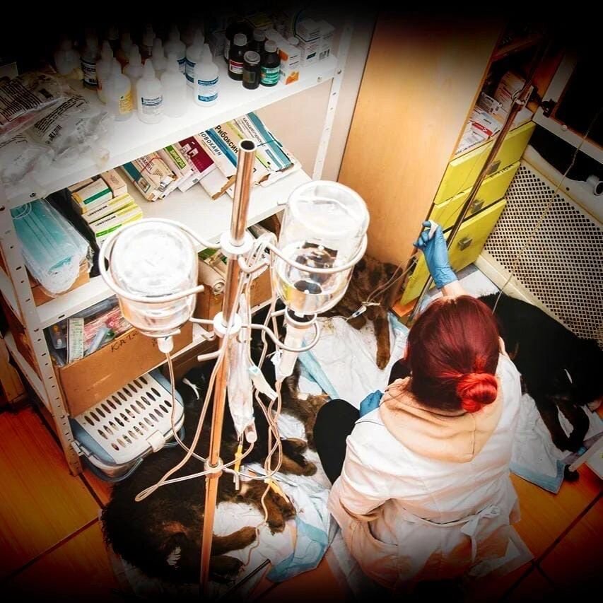 Вот такими партиями мы "капаем" животных 