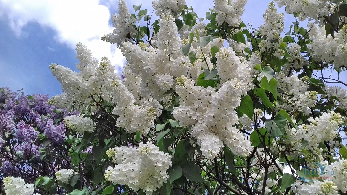 "Галина Уланова"