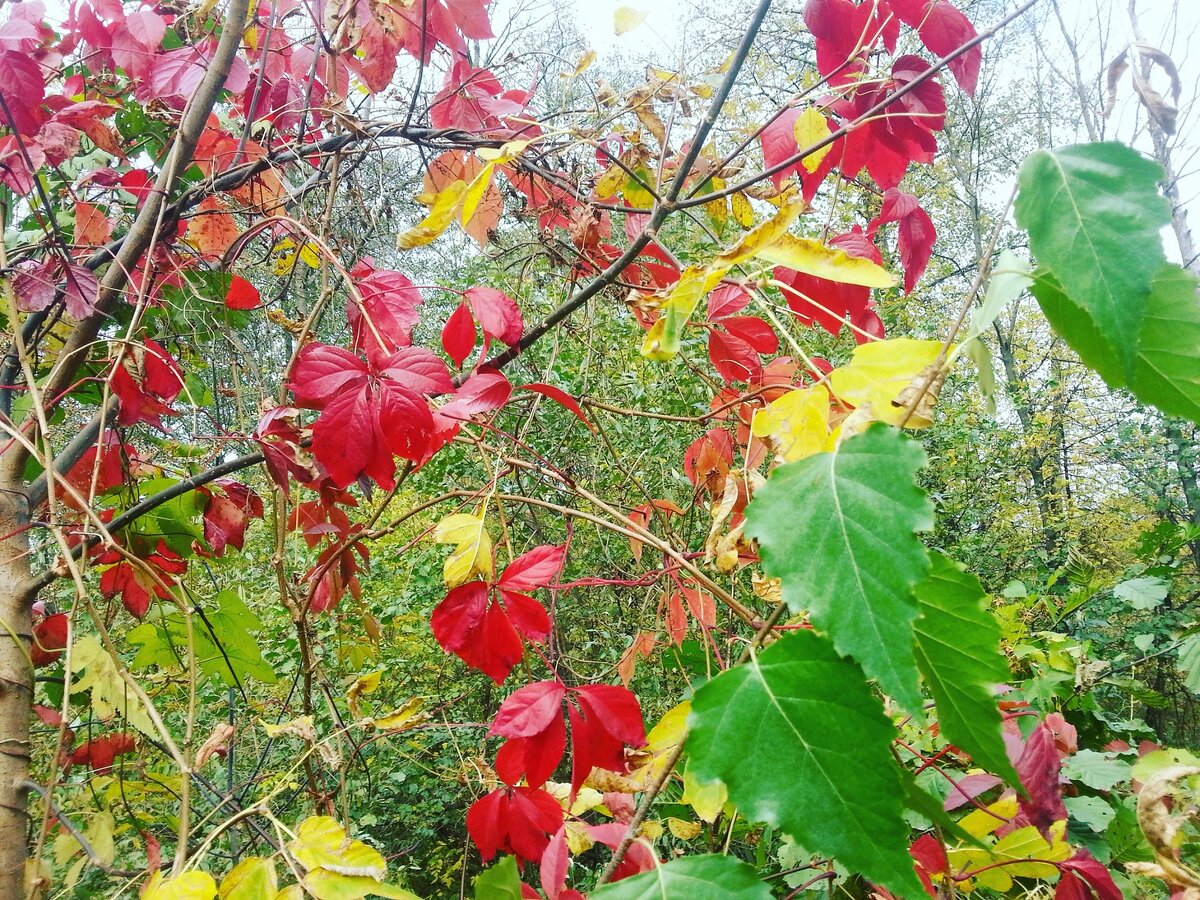 Пёстрое и прекрасное